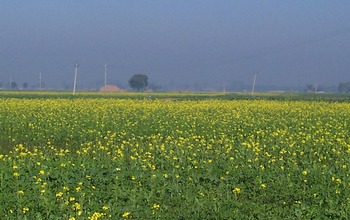 mustard fields punjab